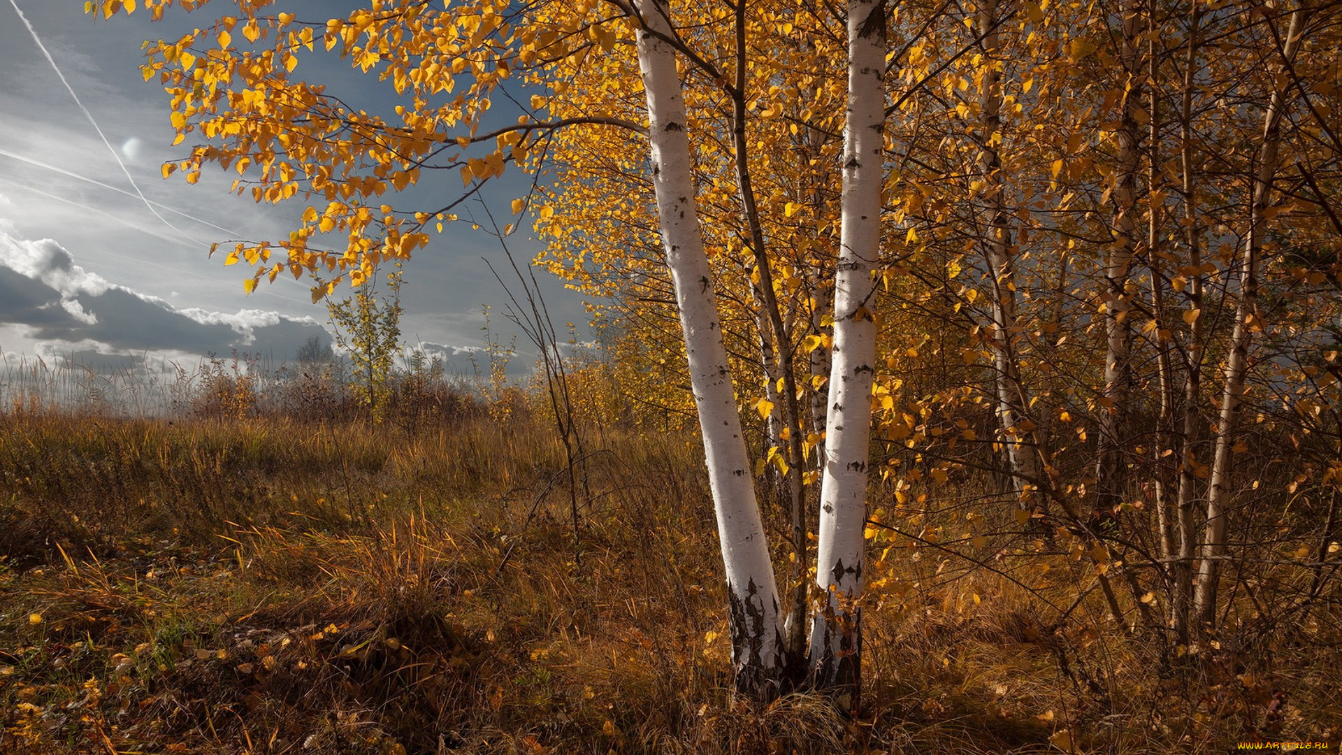 природа, лес, простор