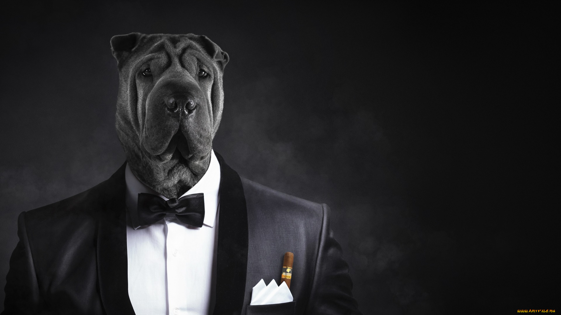 юмор, и, приколы, собака, смокинг, бабочка