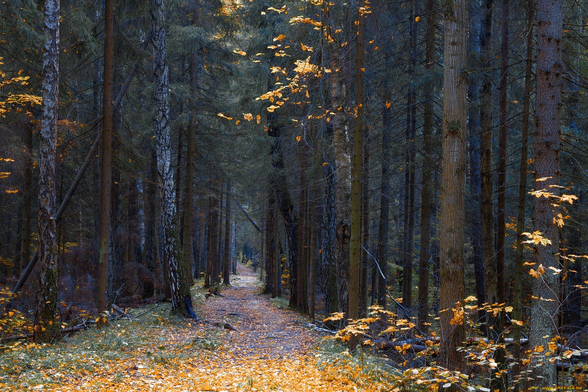 природа, дороги, простор