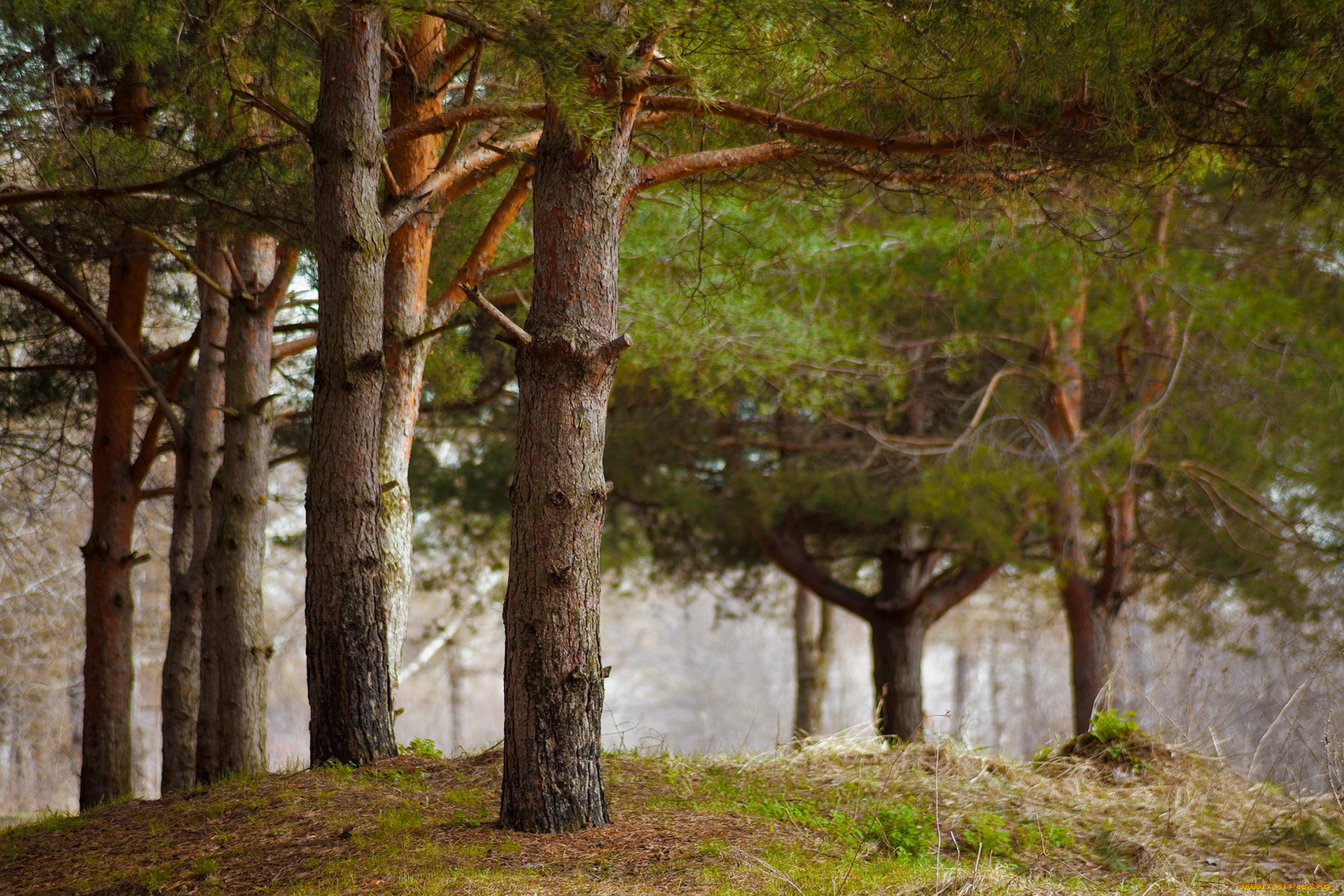 природа, лес, простор