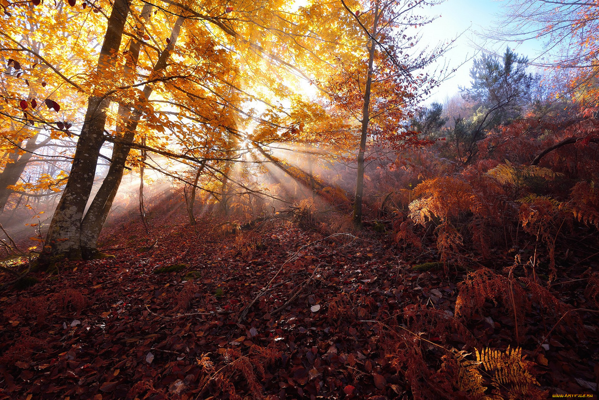 природа, лес, простор