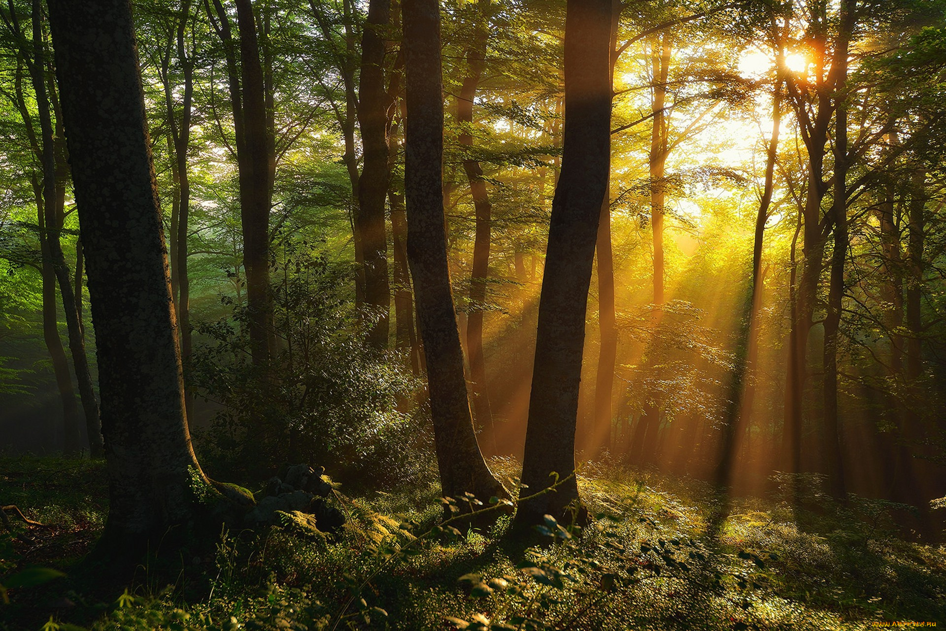 природа, лес, простор