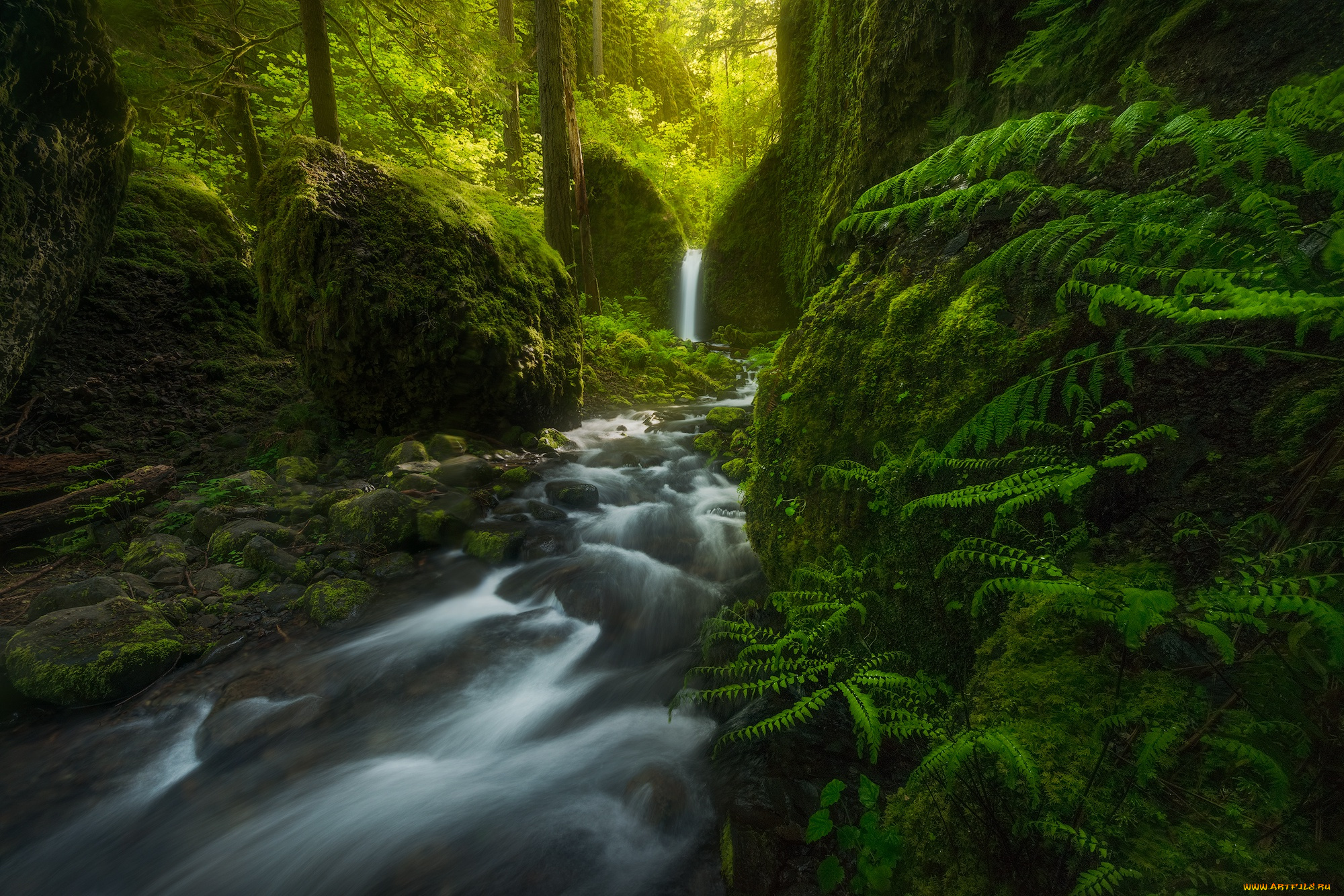 природа, реки, озера, сша, водопад, папоротник, mossy, grotto, falls, лес, oregon