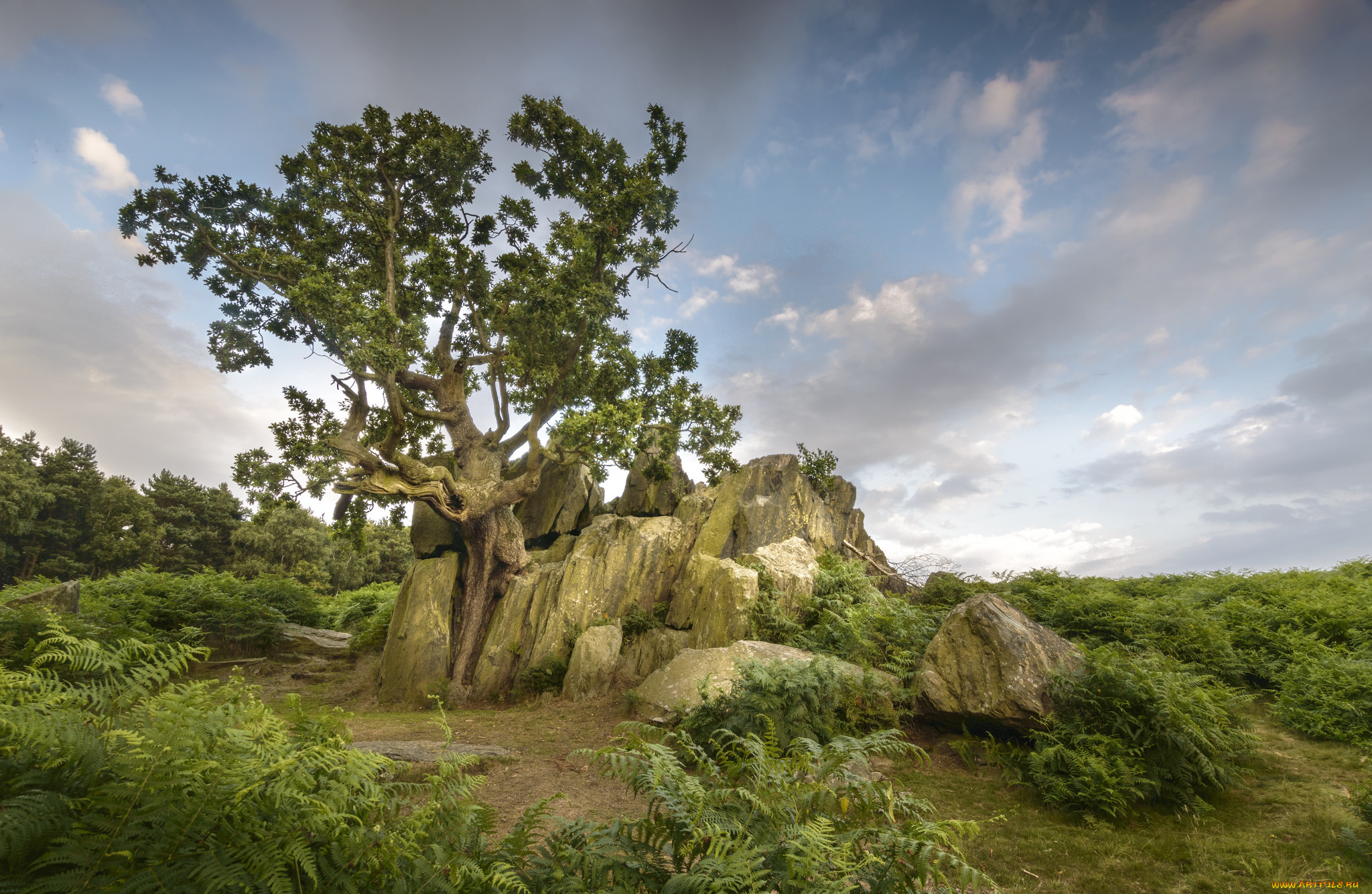 природа, деревья, простор