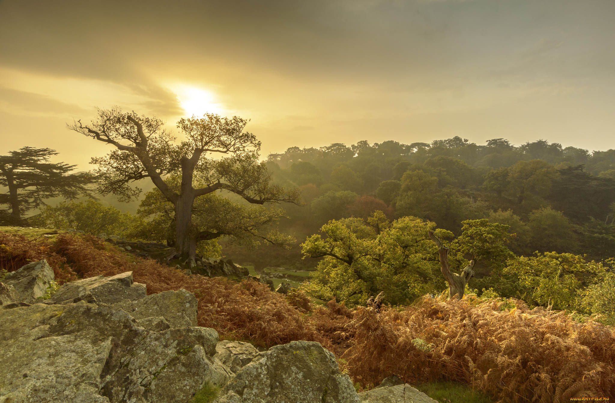 природа, лес, простор