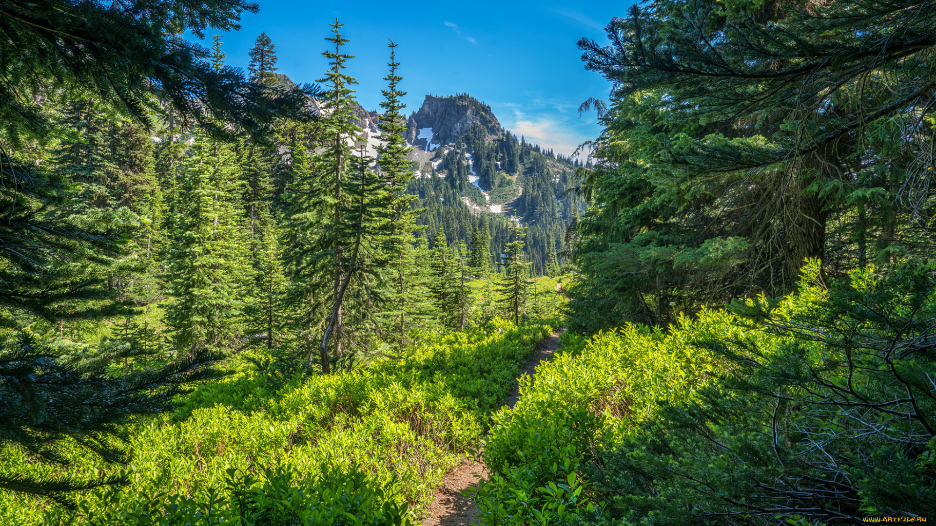 природа, лес, простор