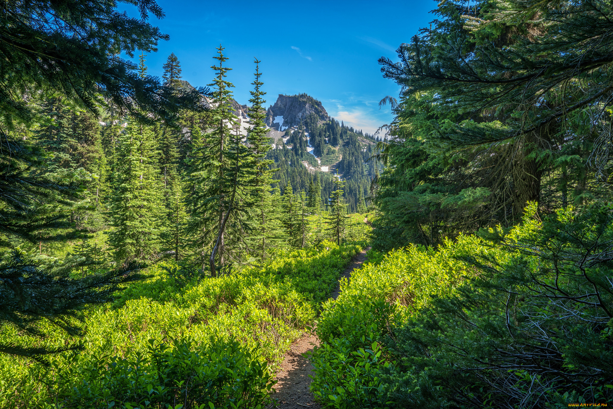 природа, лес, простор