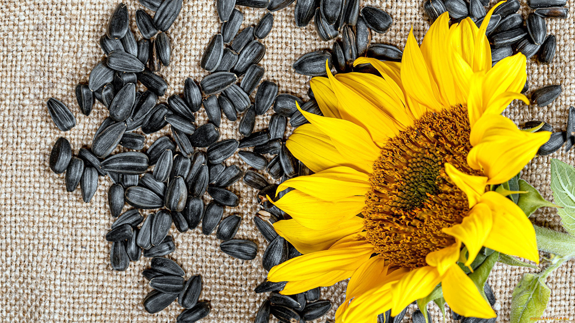 еда, крупы, , зерно, , специи, , семечки, семечки, подсолнух