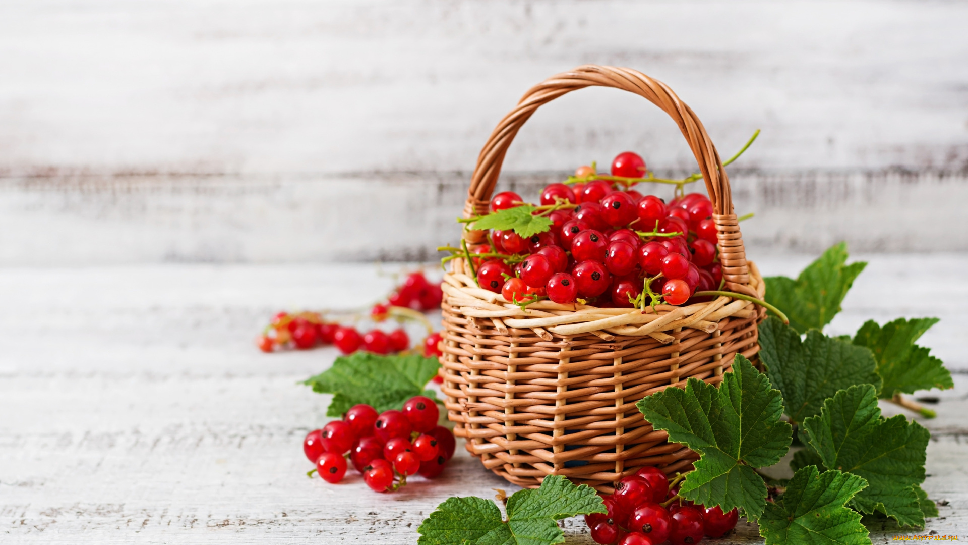 еда, смородина, корзинка, ягоды, красная