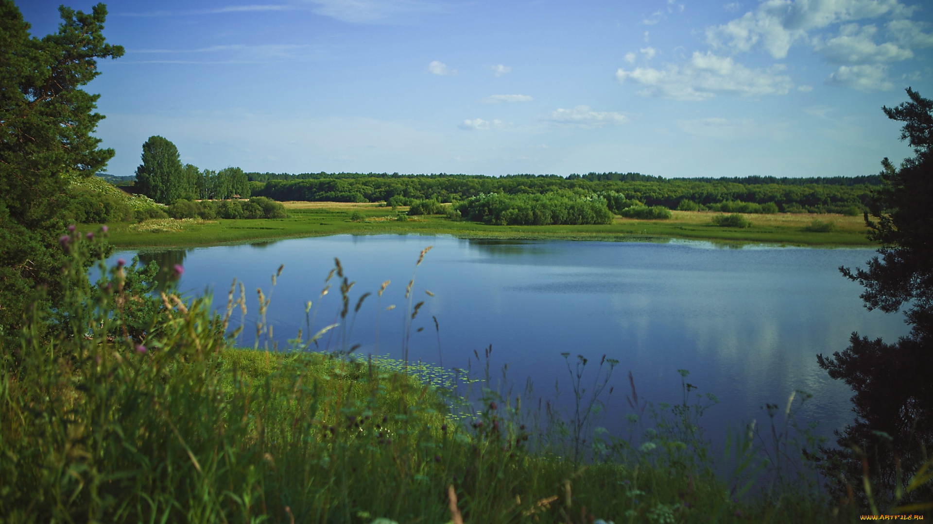 озеро, природа, реки, озера, россия, деревья, пейзаж, коми