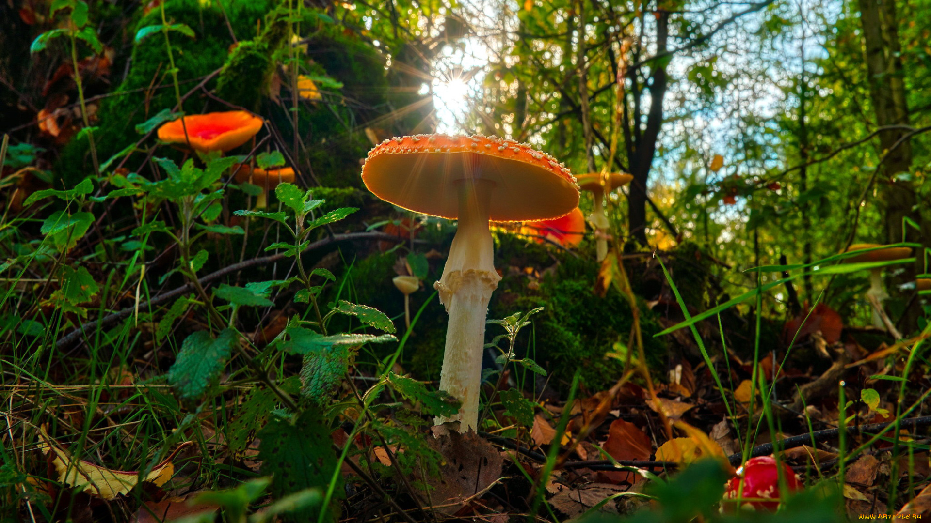 природа, грибы, , мухомор, лето, мухоморы, трава