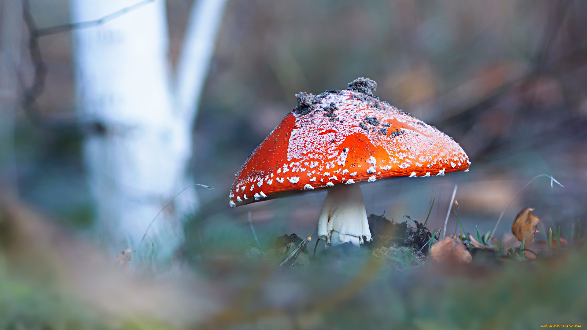 природа, грибы, , мухомор, одиночка