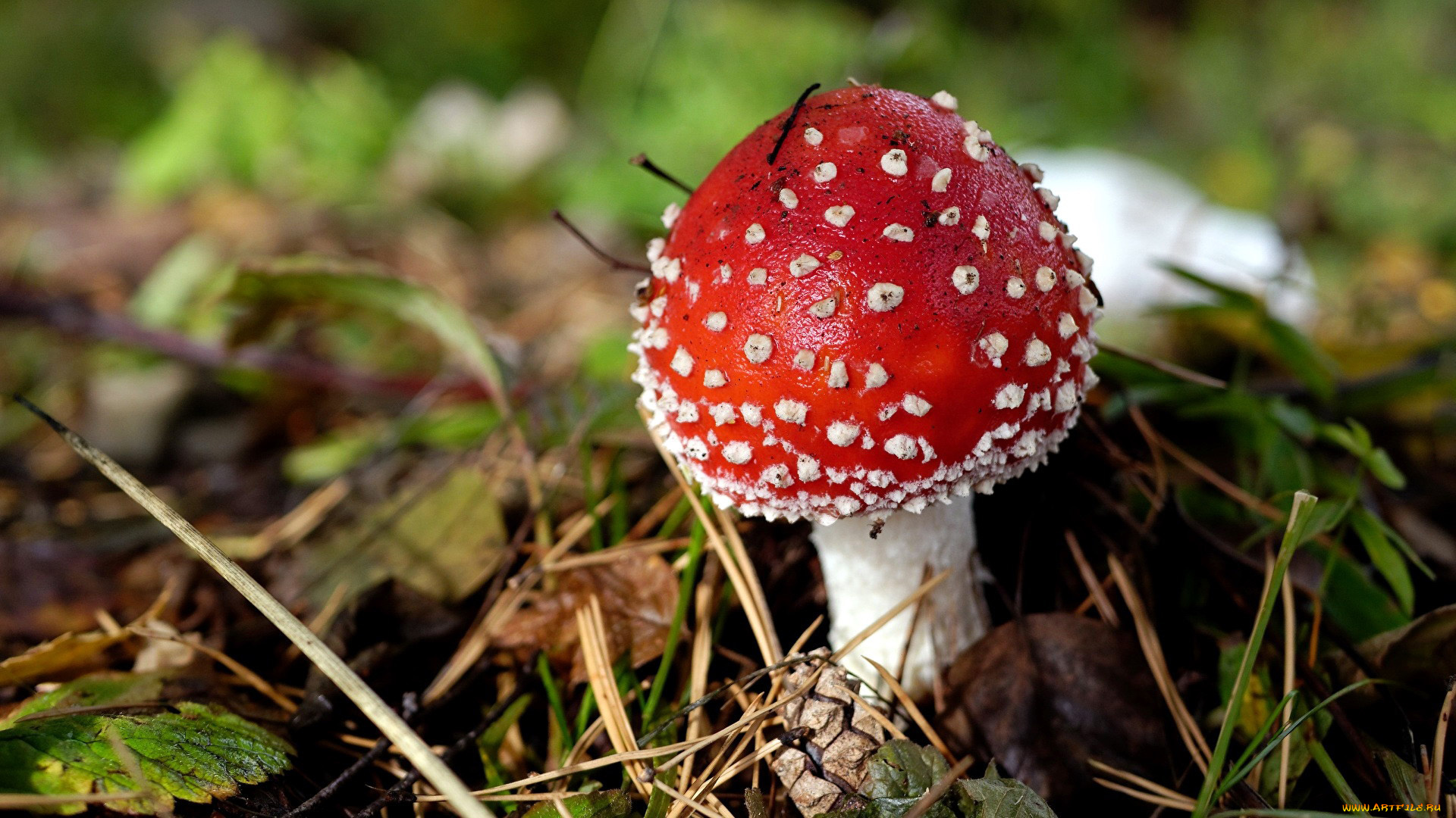 природа, грибы, , мухомор, одиночка