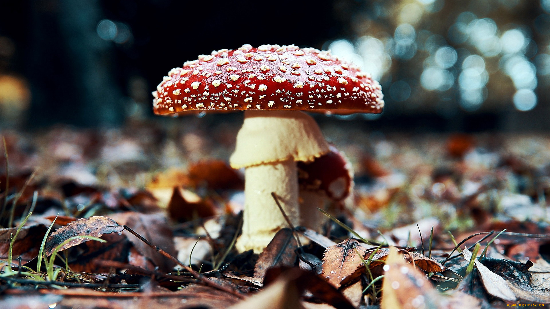 природа, грибы, , мухомор, одиночка