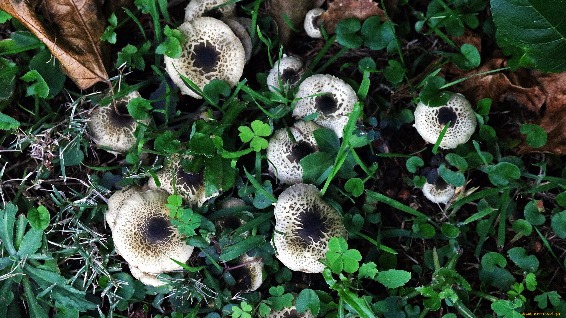 природа, грибы, грибная, семейка