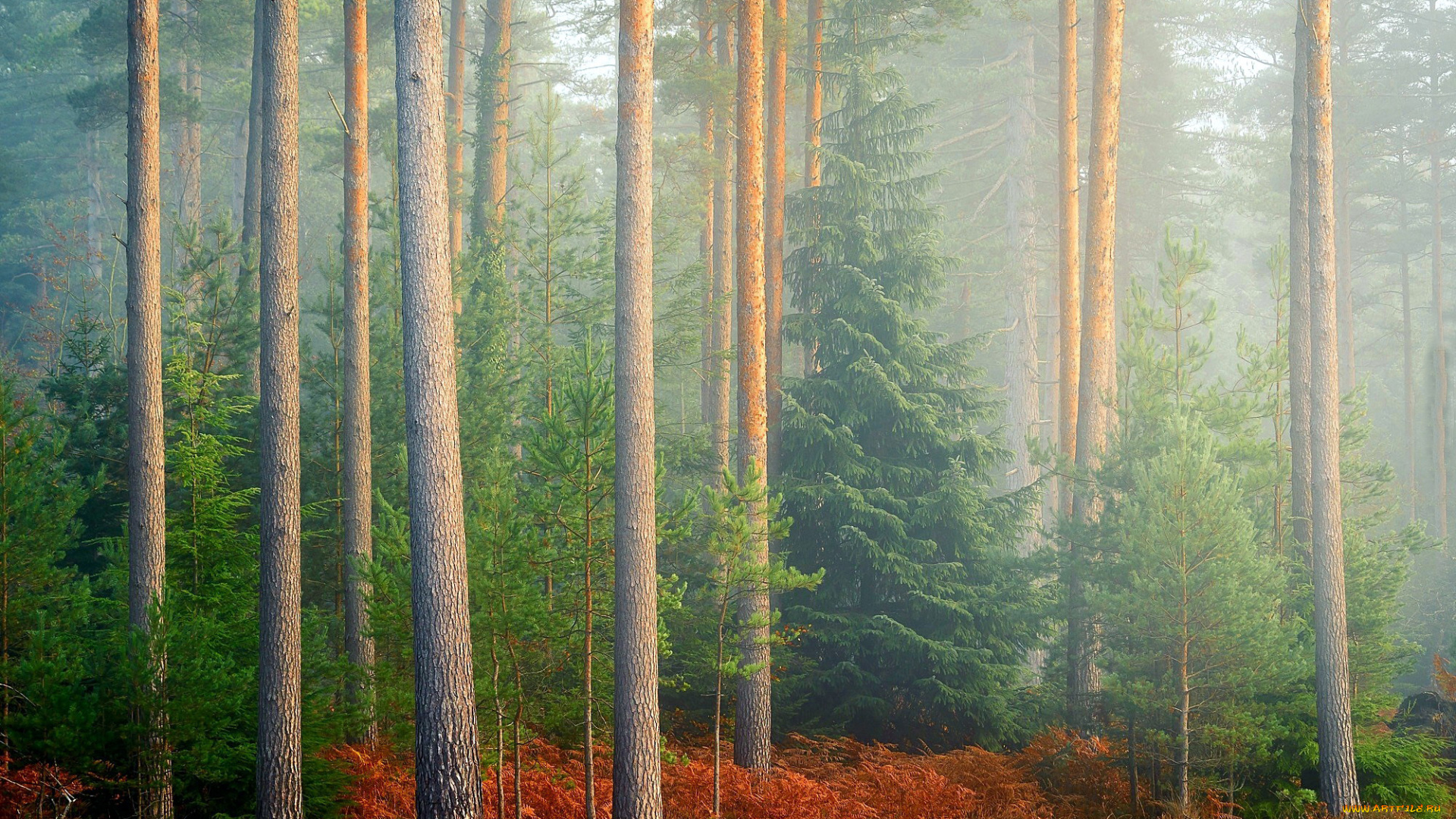 природа, лес, папоротник, туман, сосны