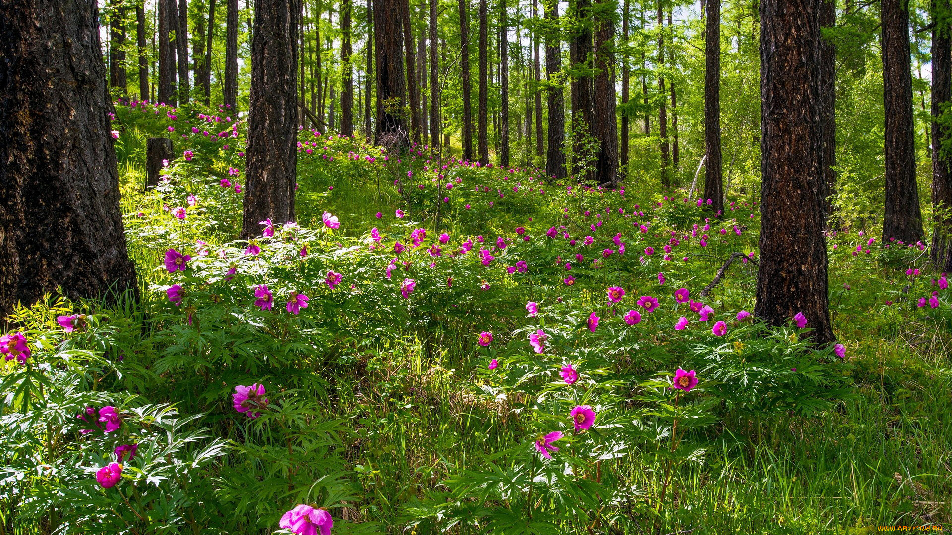 природа, лес, просека, туман