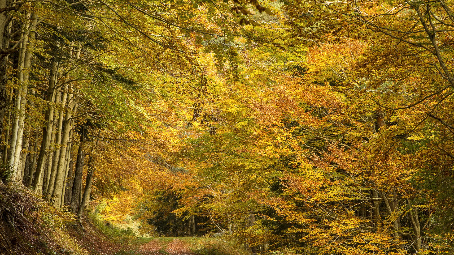 природа, лес, простор