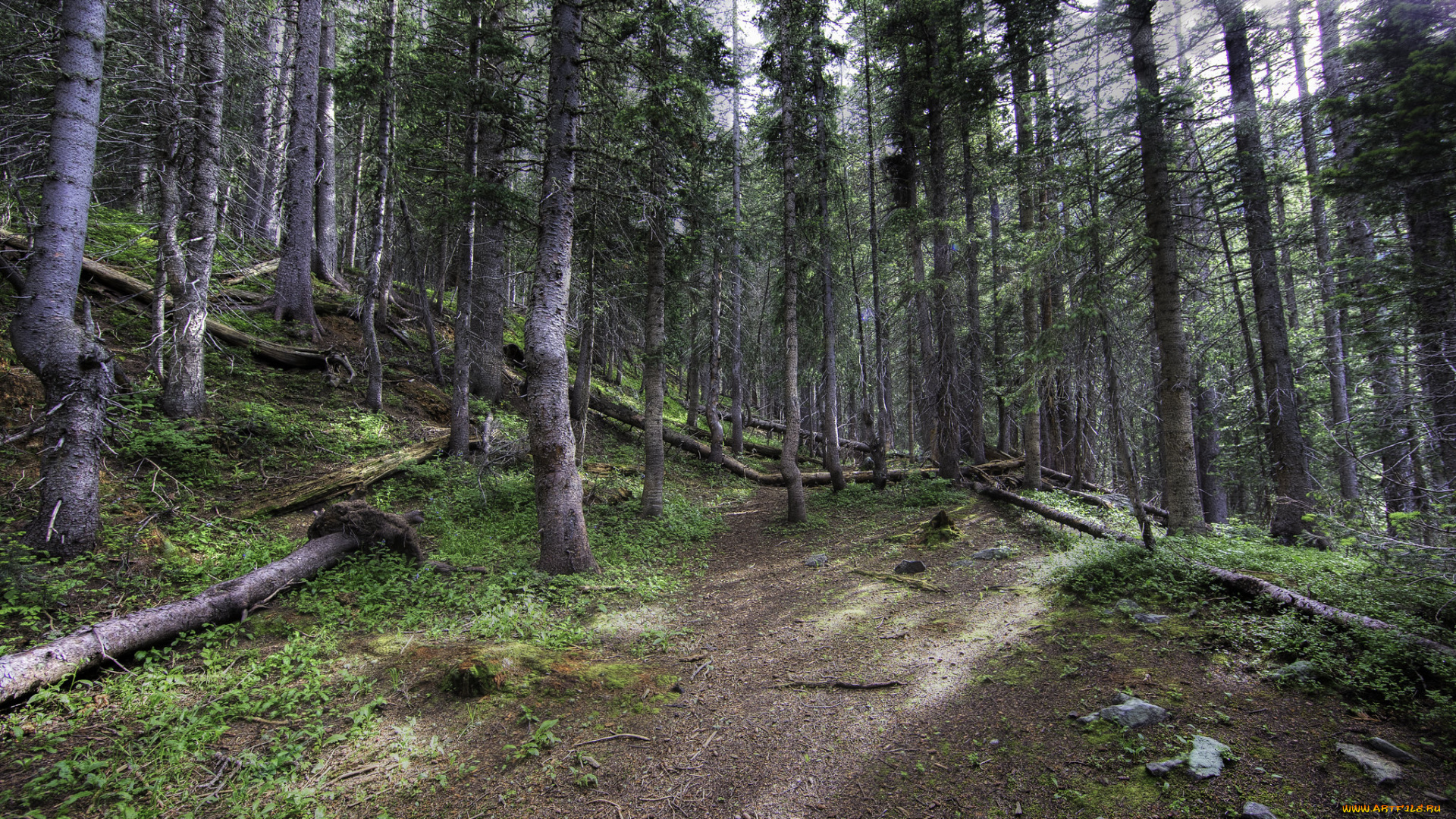 природа, лес, простор