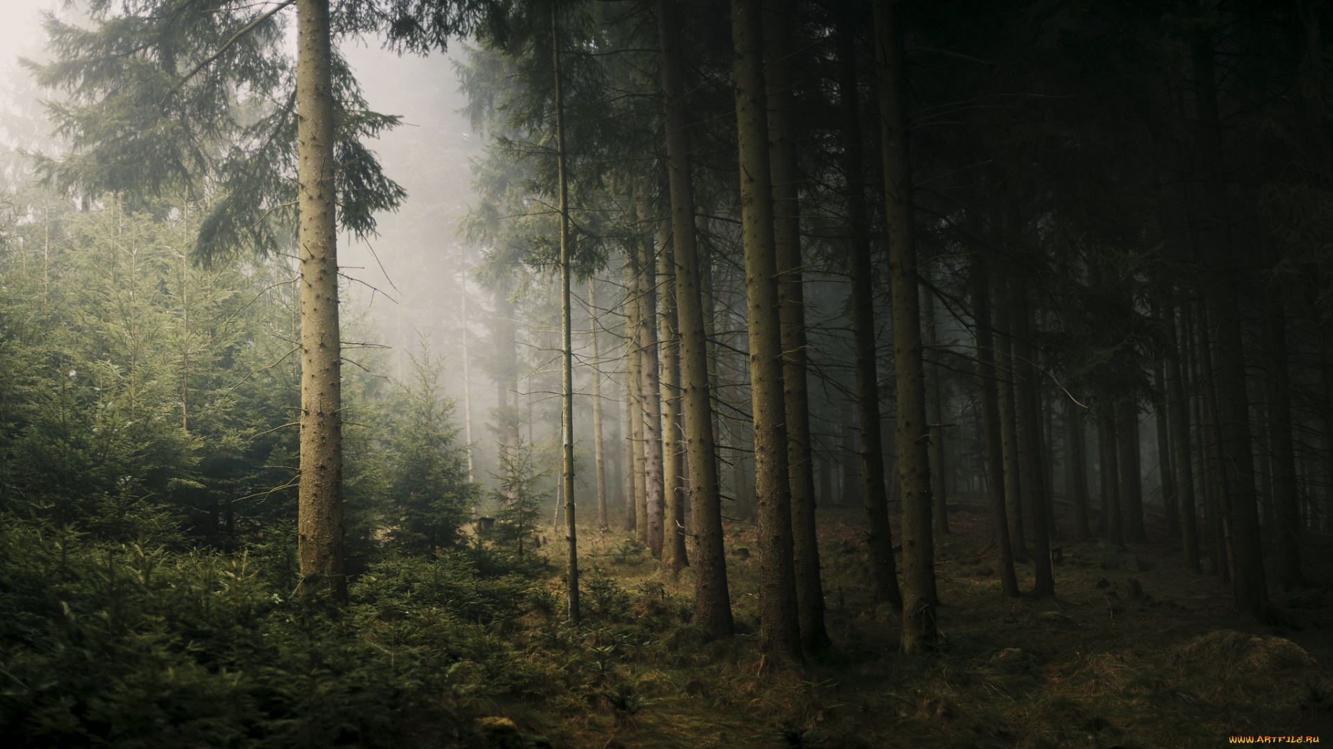 природа, лес, простор