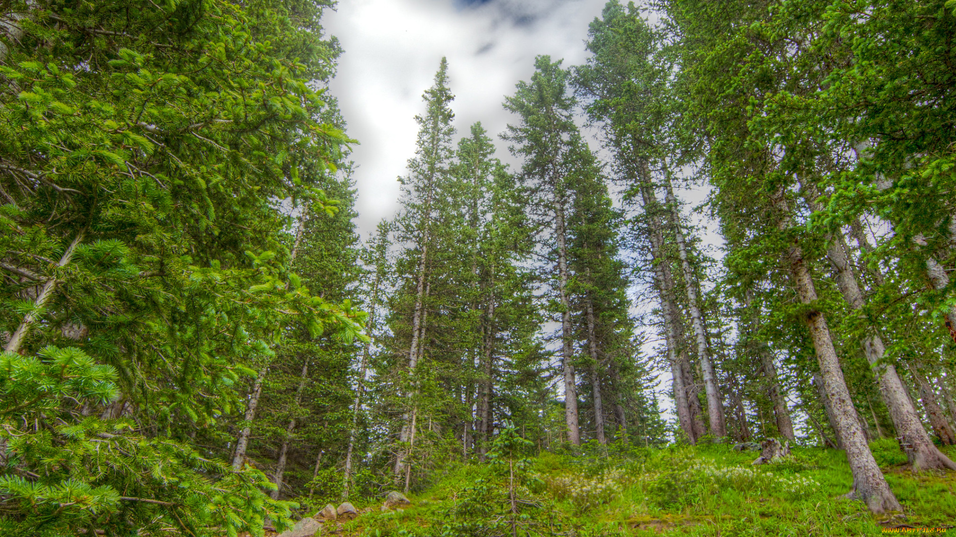 природа, лес, простор