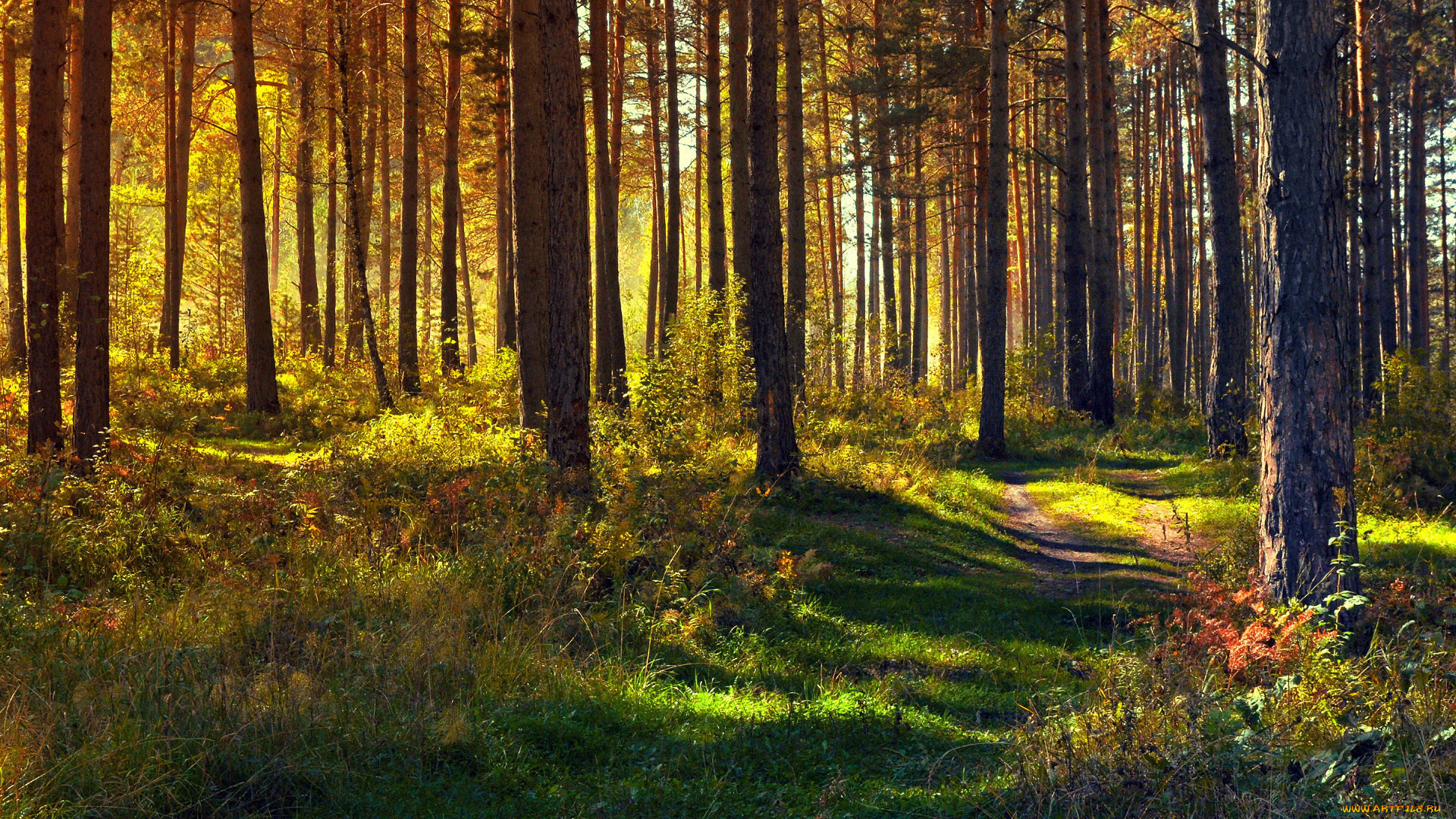 природа, лес, тропинка, сосны