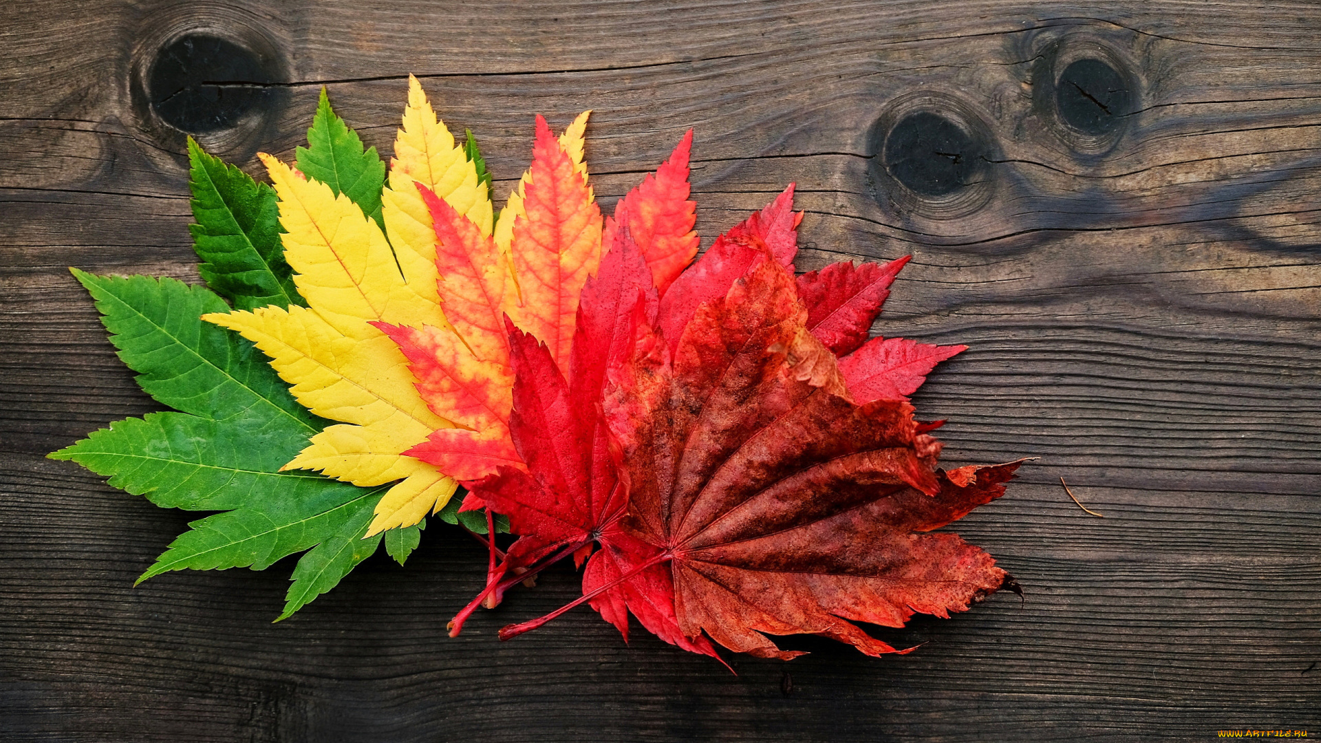 природа, листья, осень, яркие