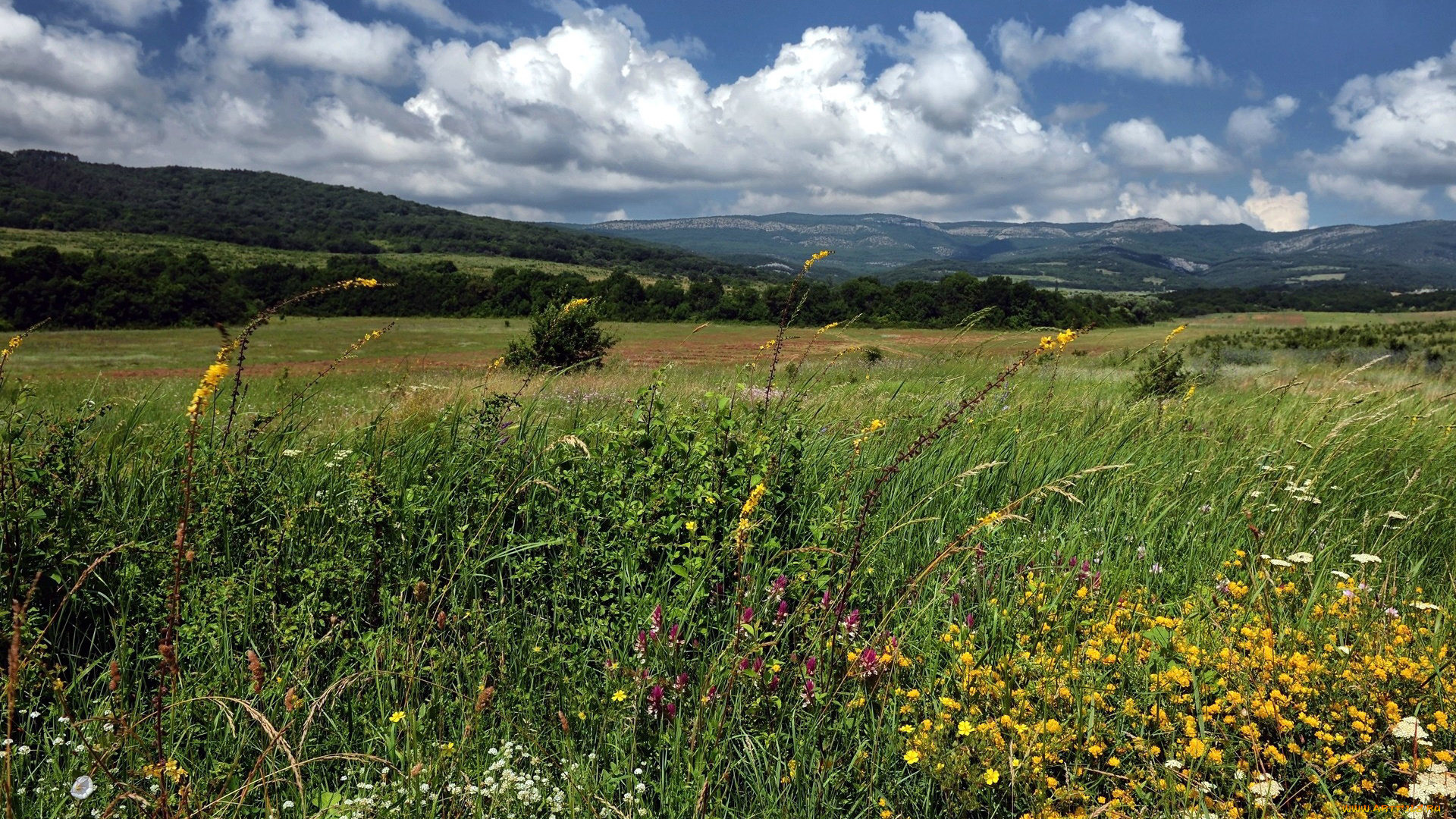 природа, луга, цветы, луг, лето