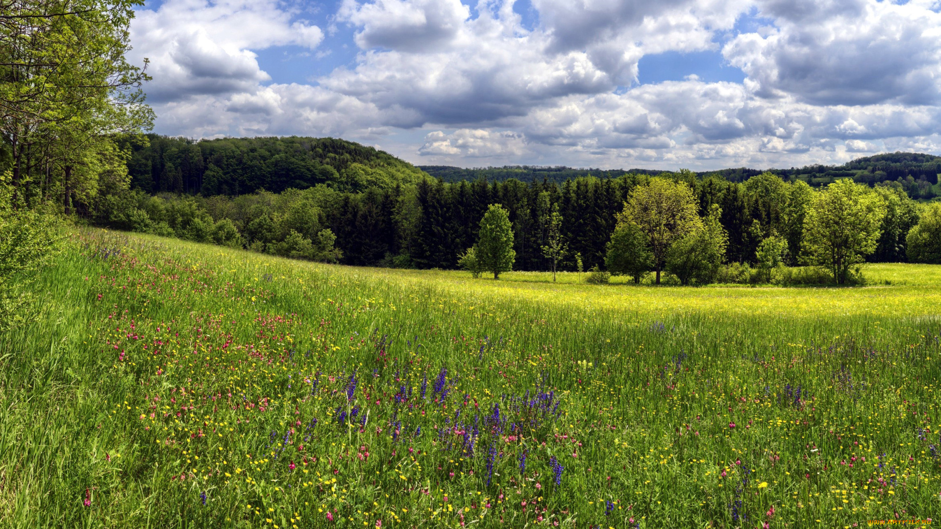 природа, луга, луг