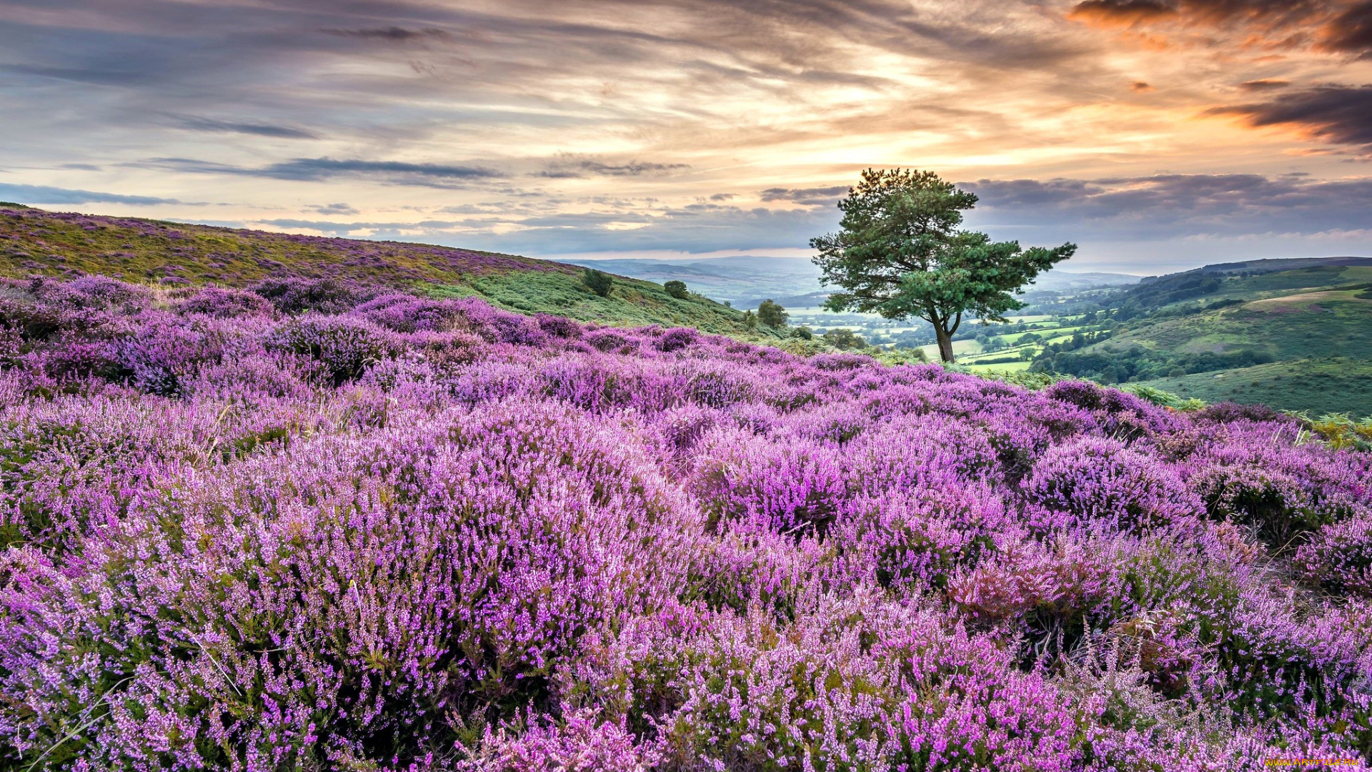 природа, луга, луг, вереск