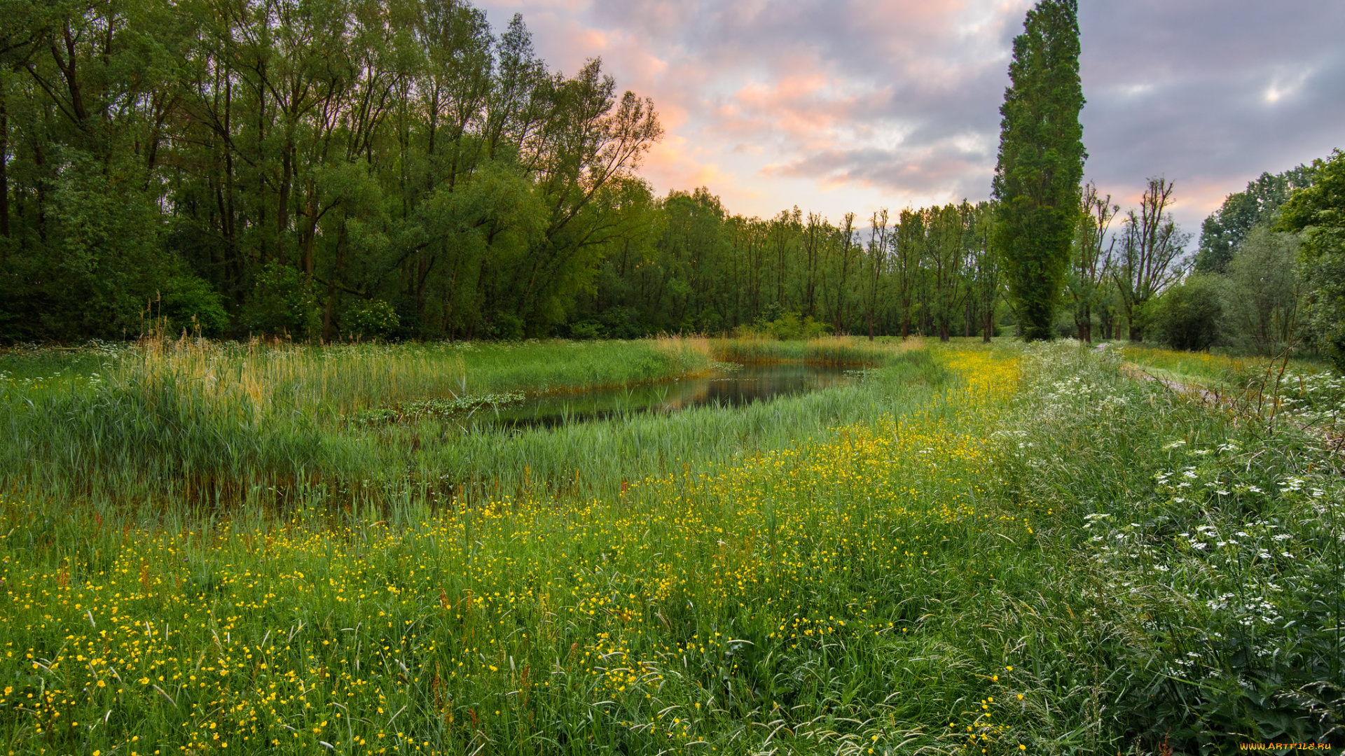 природа, луга, простор