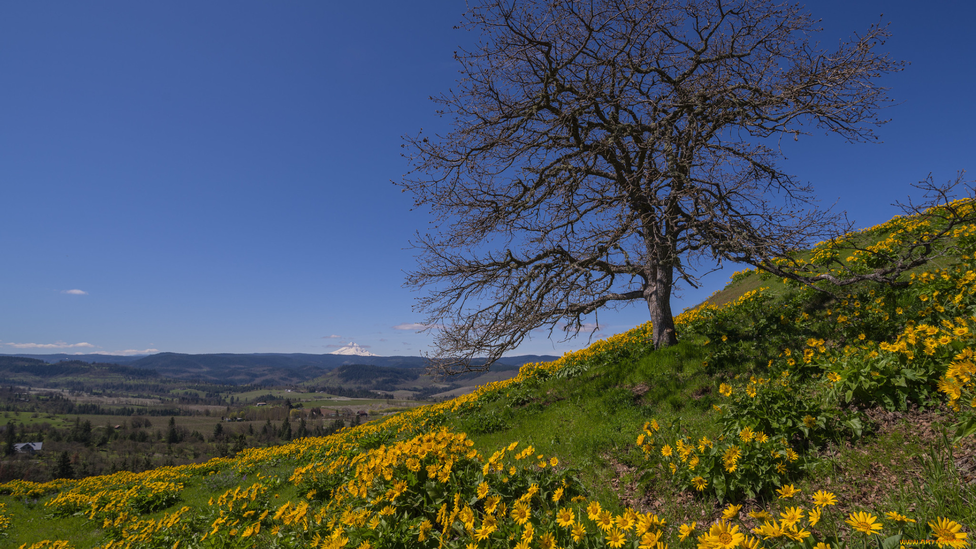 природа, луга, простор