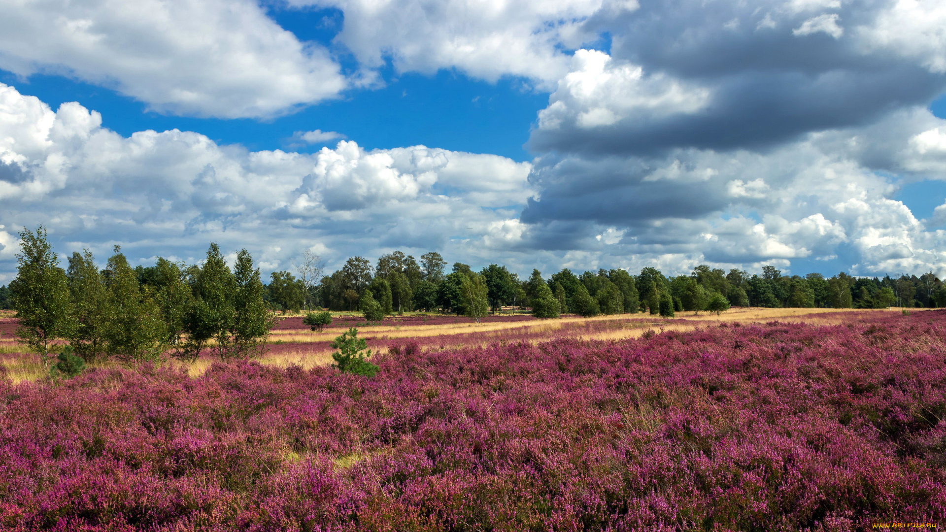 природа, луга, вересковая, луг, пустошь