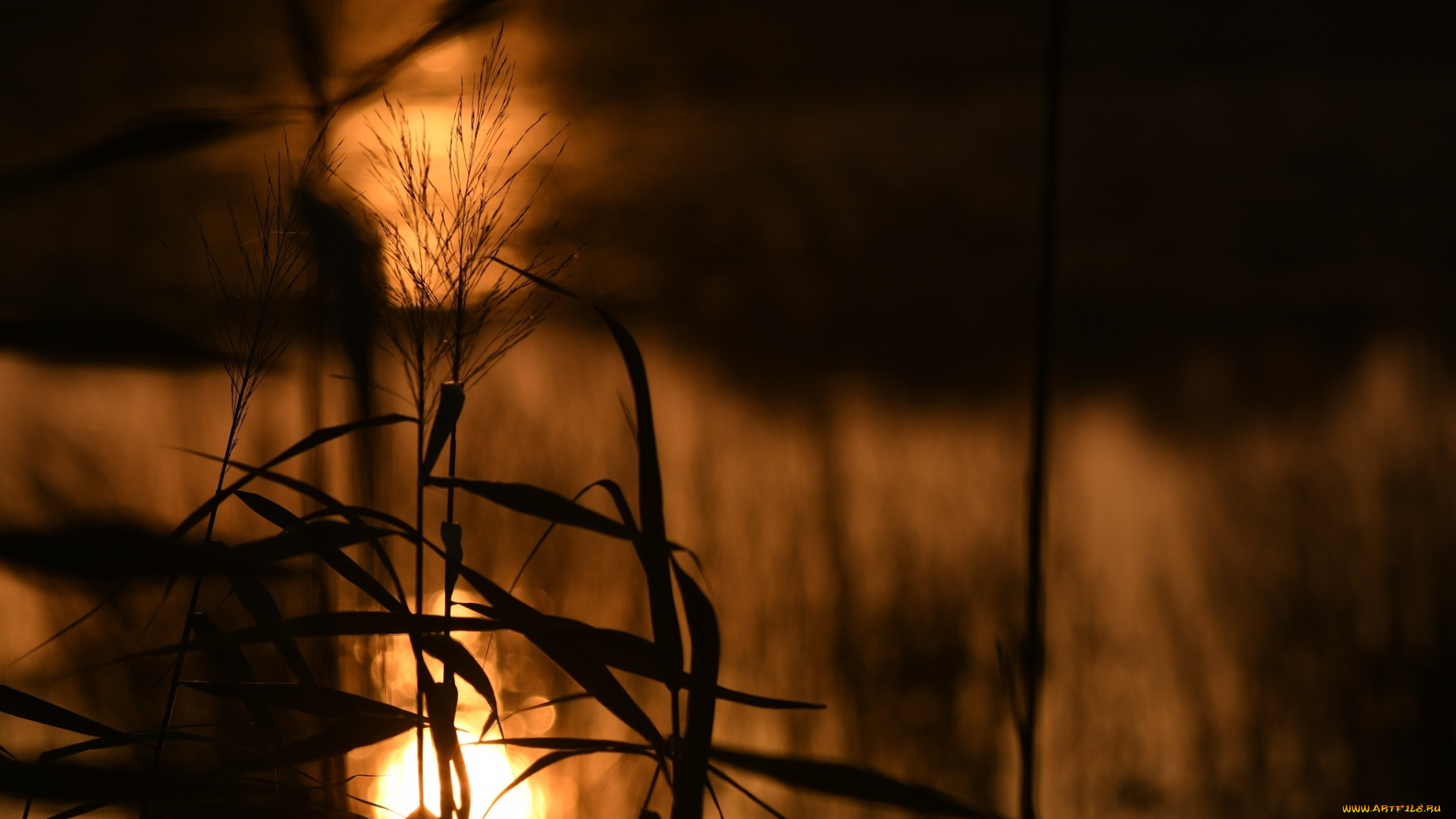 природа, макро, листья, стебли, растение, силуэт, солнце, свет