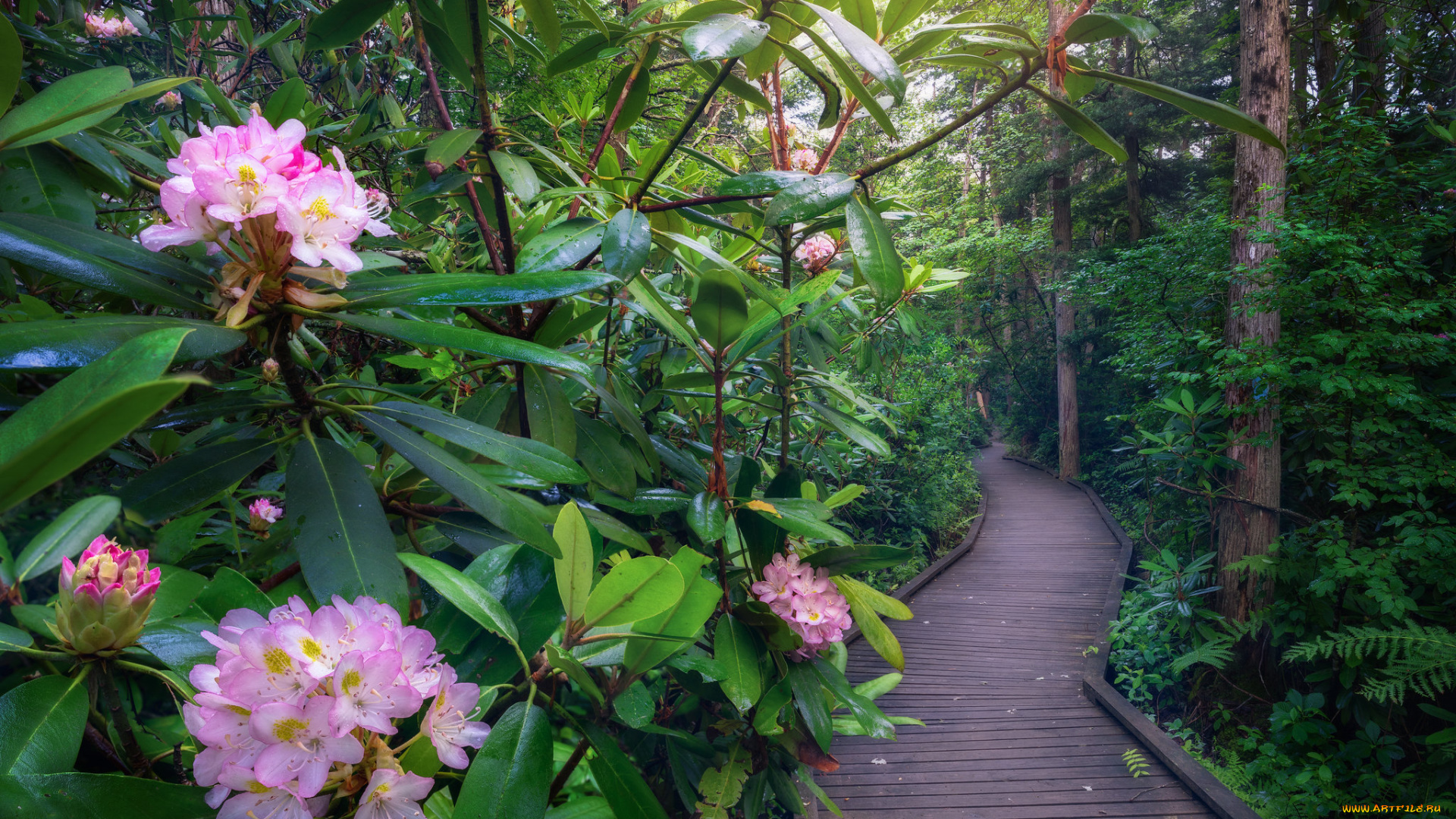 природа, парк, простор