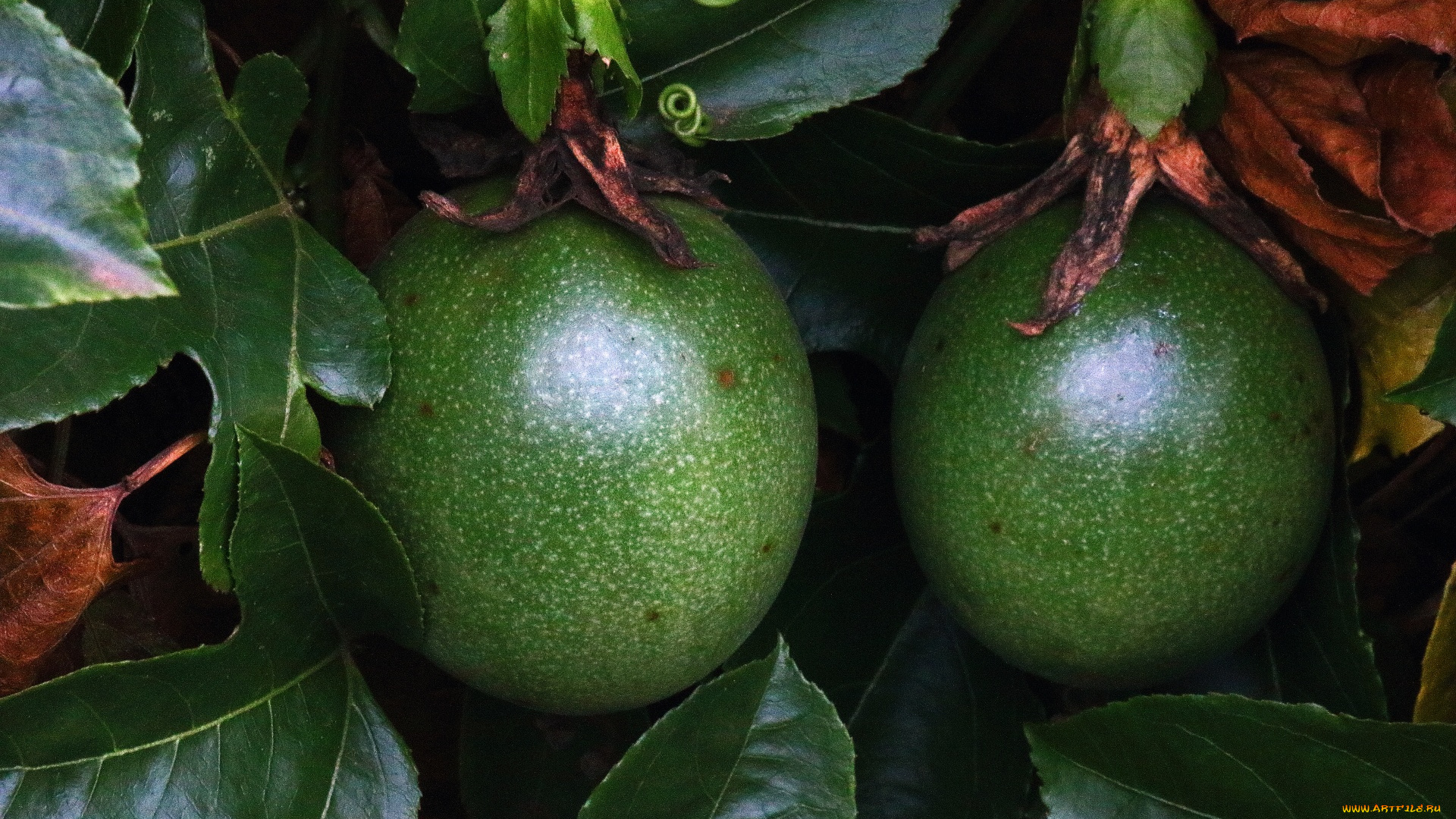 природа, плоды, гранадилла