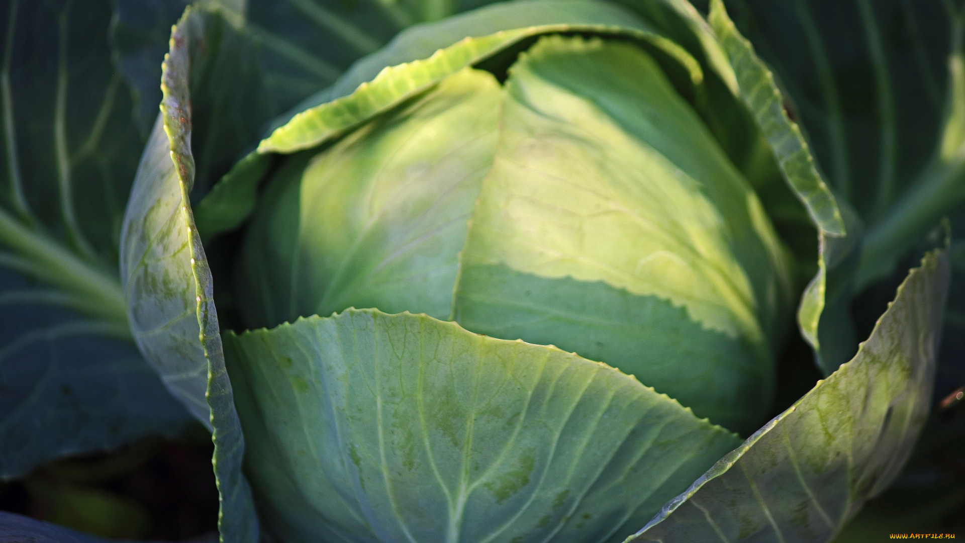 природа, плоды, капуста