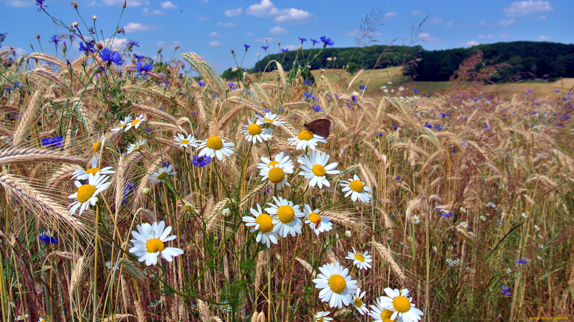 природа, поля, поле