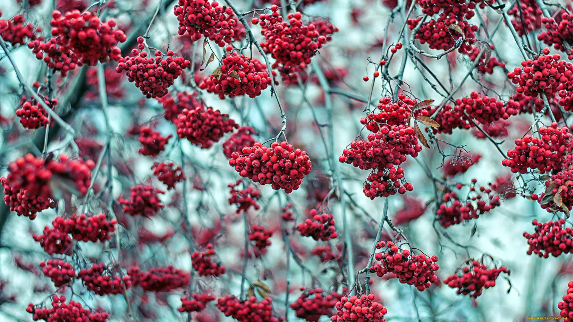 природа, ягоды, , рябина, красные