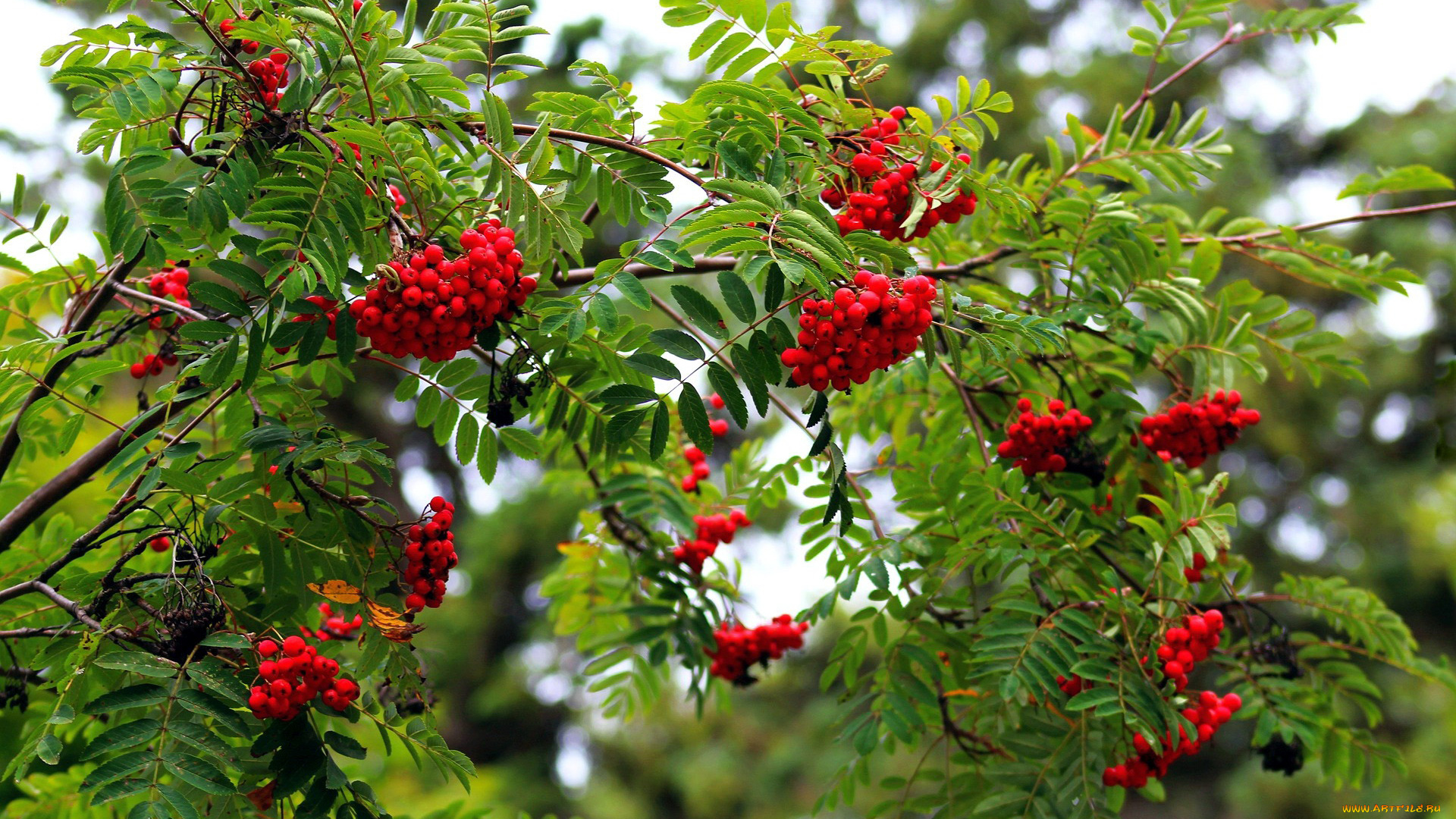 природа, ягоды, , рябина, рябина, осень