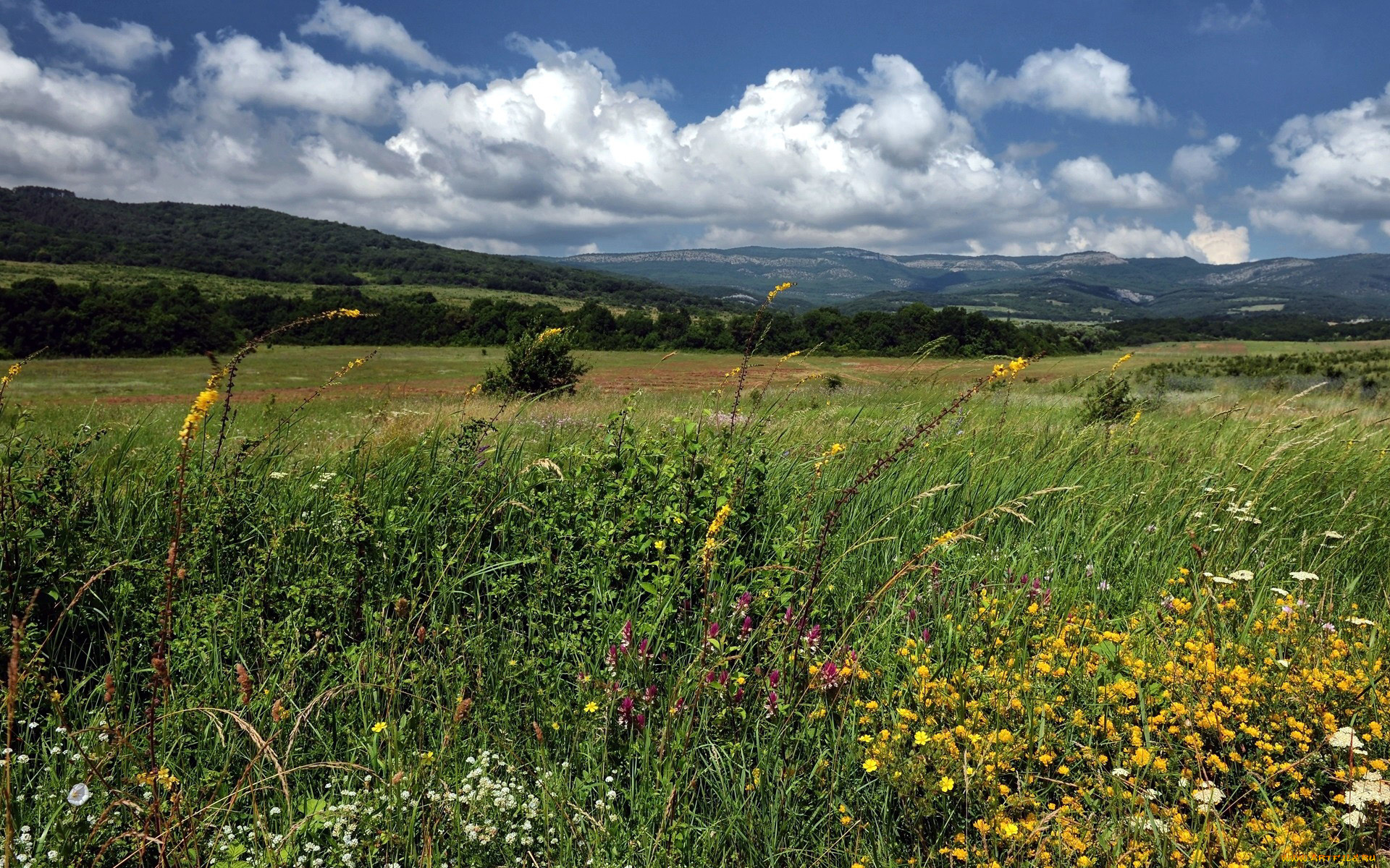природа, луга, цветы, луг, лето