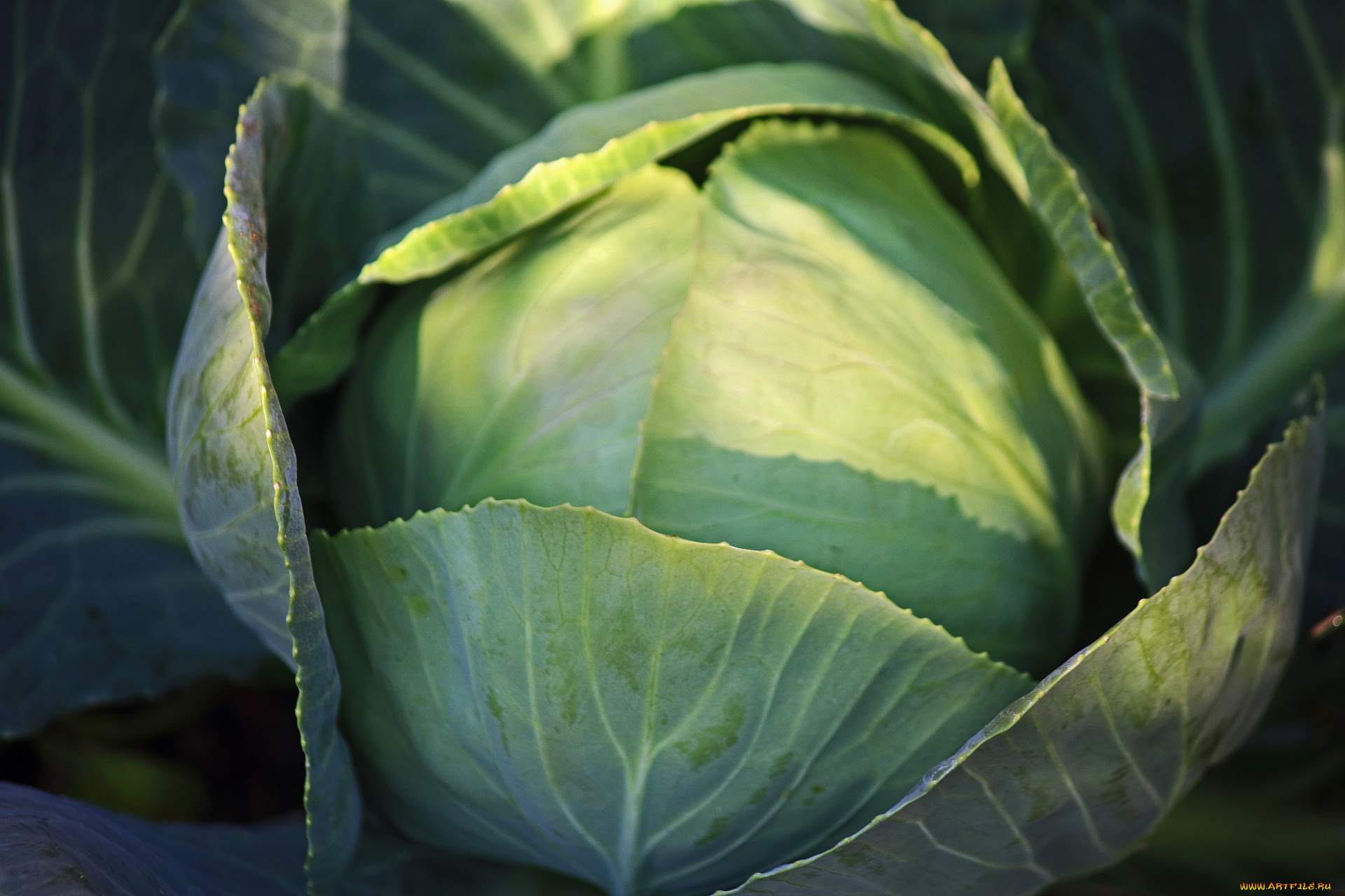 природа, плоды, капуста