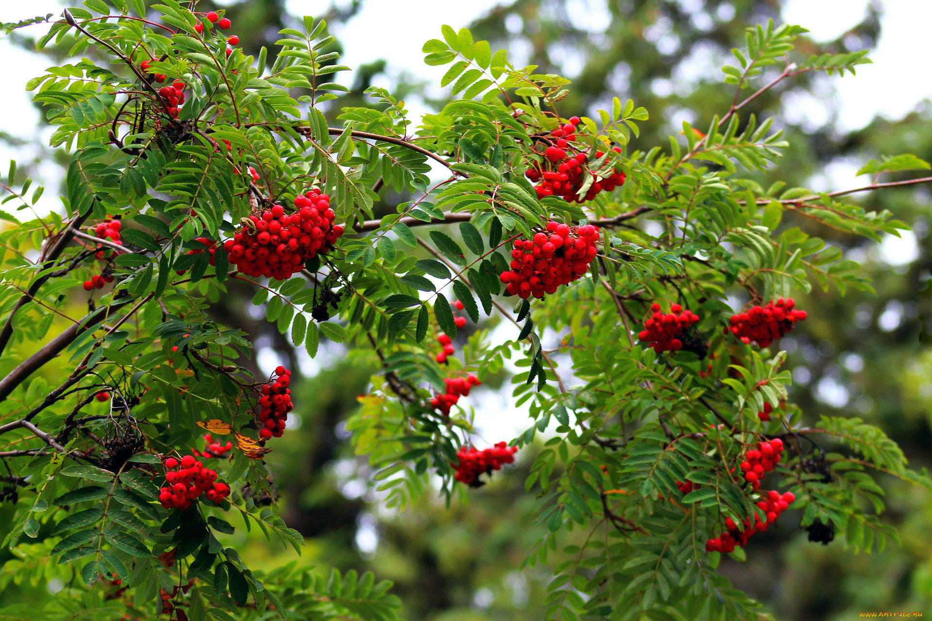 природа, ягоды, , рябина, рябина, осень