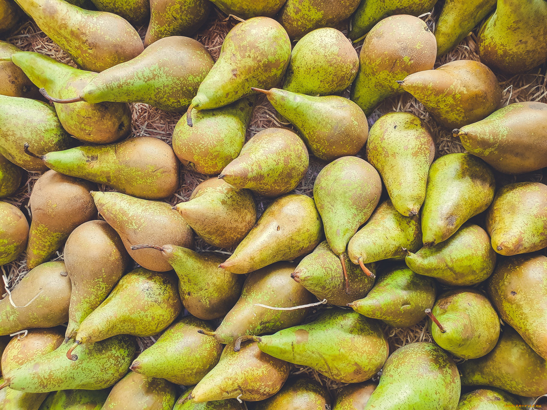 еда, груши, много, фрукты