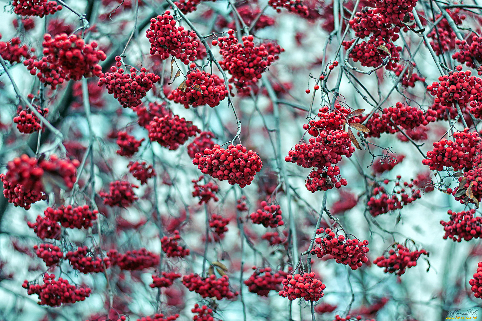 природа, ягоды, , рябина, красные