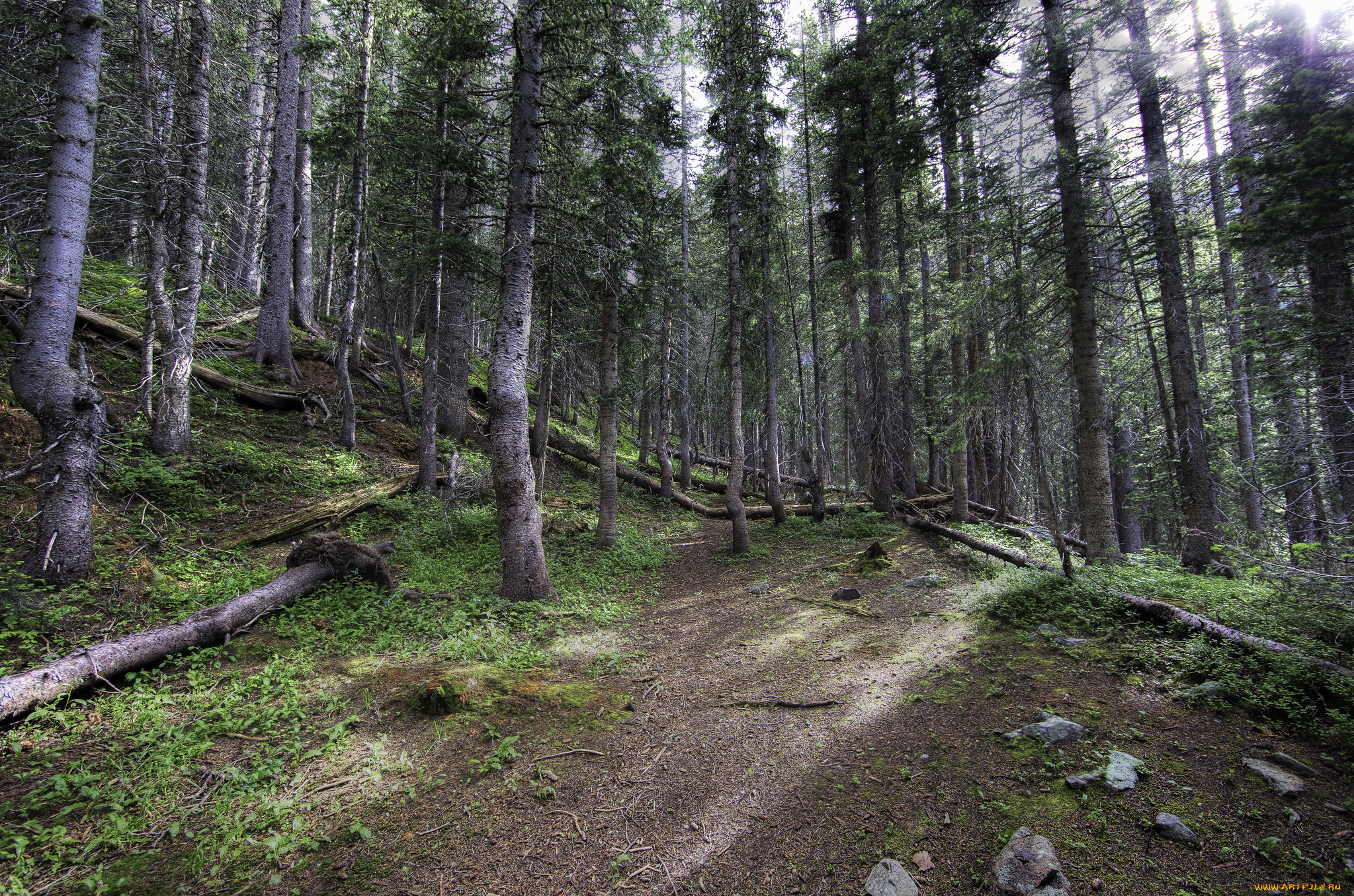 природа, лес, простор