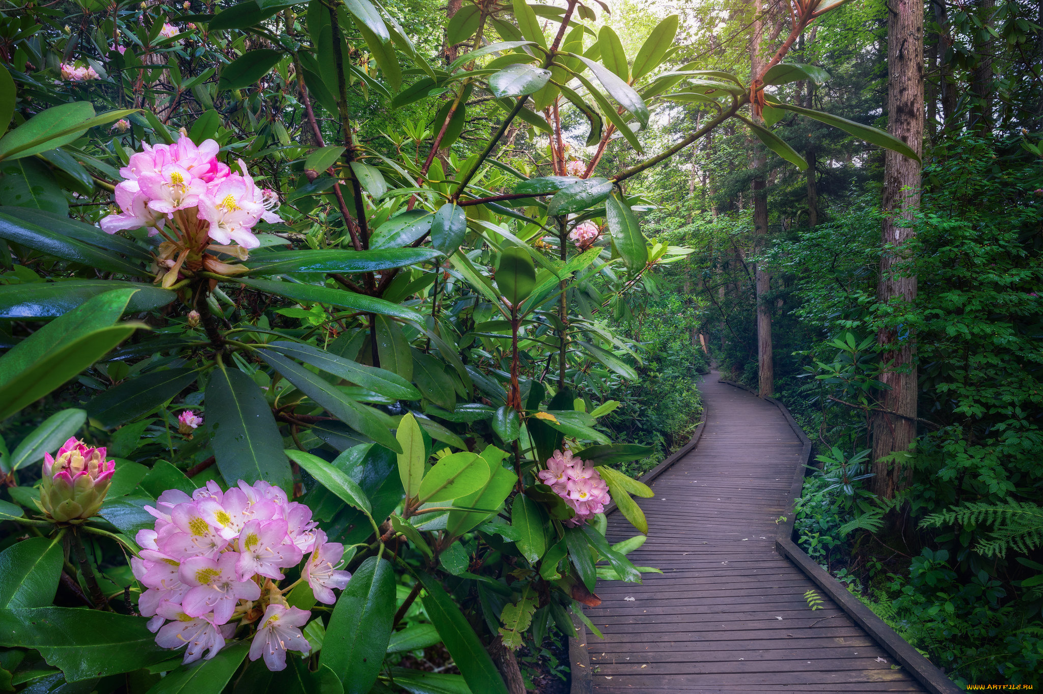 природа, парк, простор