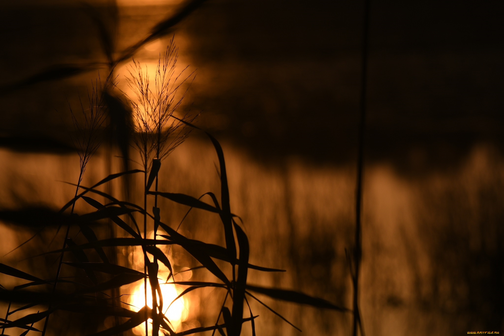 природа, макро, листья, стебли, растение, силуэт, солнце, свет