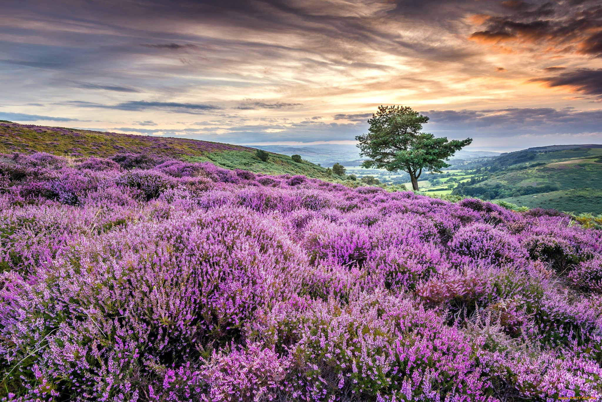 природа, луга, луг, вереск