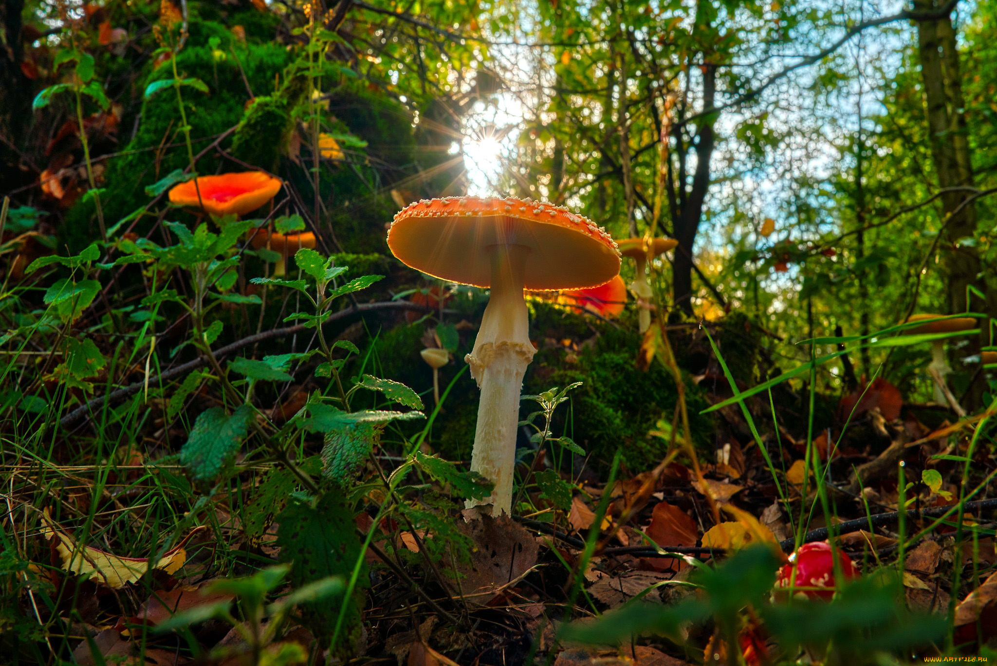 природа, грибы, , мухомор, лето, мухоморы, трава